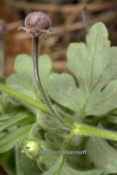 nemophila parviflora var quercifolia 5 graphic